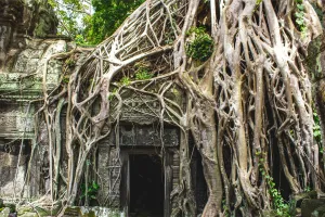 Aged Cambodian Oil 10-years-plus – CAM RESERVE