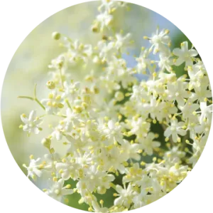 Elderflower Essential Oil - Living Libations