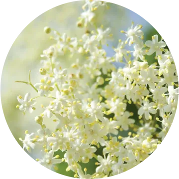 Elderflower Essential Oil - Living Libations